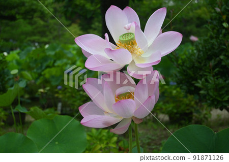 七月初去的京都市法金剛院的荷花池很漂亮。 七月初去的京都市法金剛院的荷花池很漂亮。 91871126