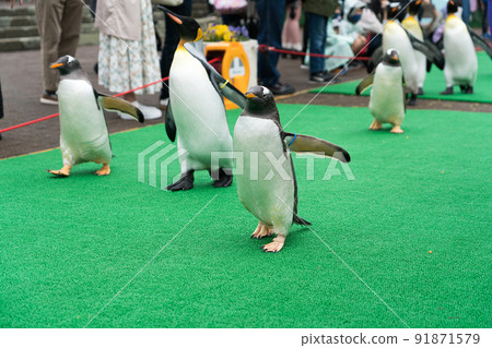 登別海洋公園尼克斯(企鵝巡遊) 登別海洋公園尼克斯(企鵝巡遊) 91871579