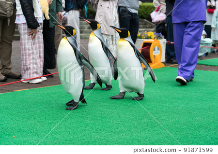 登別海洋公園尼克斯（企鵝巡遊） 91871599