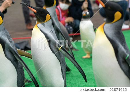 登別海洋公園尼克斯(企鵝巡遊) 登別海洋公園尼克斯(企鵝巡遊) 91871613