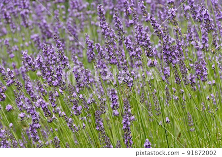 Bright purple lavender blooming in the flowerbed in early summer Bright purple lavender blooming in the flowerbed in early summer 91872002