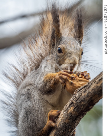 The squirrel with nut sits on a branches in the spring or summer. The squirrel with nut sits on a branches in the spring or summer. 91872073