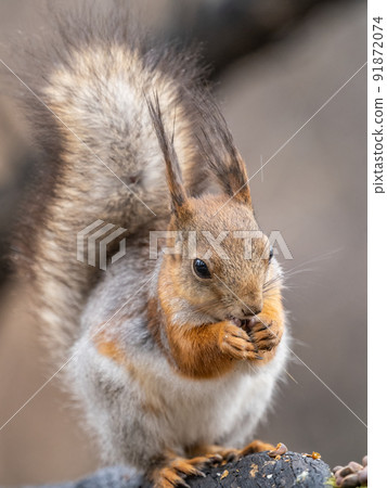 The squirrel with nut sits on a branches in the spring or summer. The squirrel with nut sits on a branches in the spring or summer. 91872074