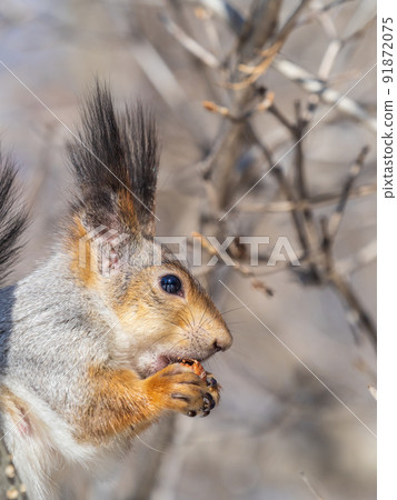 The squirrel with nut sits on tree in the winter or late autumn. Portrait of the squirrel close-up The squirrel with nut sits on tree in the winter or late autumn. Portrait of the squirrel close-up 91872075
