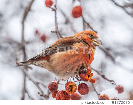 Red Crossbill male sitting on the tree branch and eats wild apple berries. Crossbill bird eats berries. Red Crossbill male sitting on the tree branch and eats wild apple berries. Crossbill bird eats berries. 91872080
