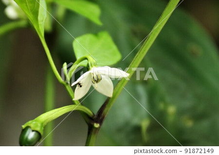 Paprika flowers Paprika flowers 91872149
