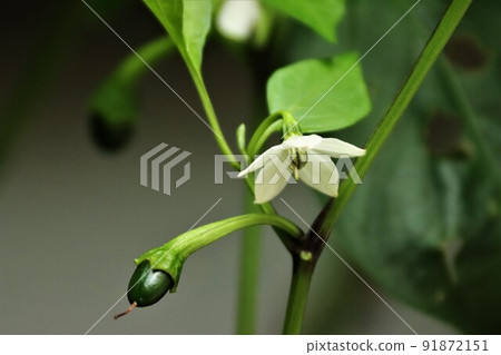 Paprika grown in the vegetable garden Paprika grown in the vegetable garden 91872151