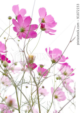  Cosmos field 91872153