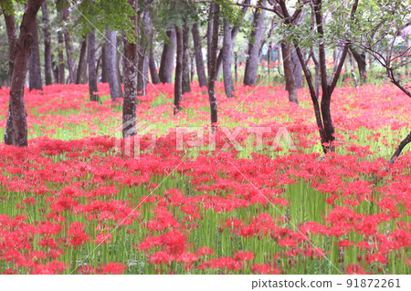Cluster amaryllis field 91872261
