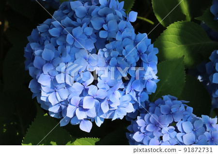 初夏日本花園中盛開的藍色繡球花 初夏日本花園中盛開的藍色繡球花 91872731
