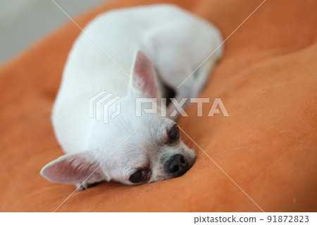 Chihuahua dog on the orange cushions Chihuahua dog on the orange cushions 91872823