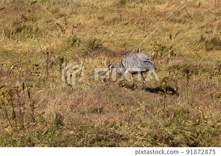 大自然和鳥類 91872875