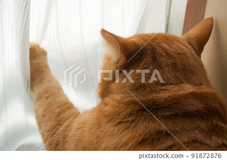 一隻貓把手放在窗邊的窗簾上 91872876