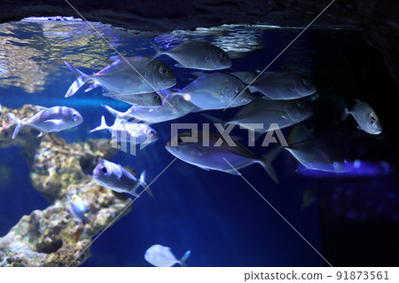 School of beautiful silver fish in clear aquarium School of beautiful silver fish in clear aquarium 91873561