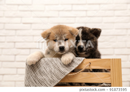 Akita inu puppies in wooden crate against white brick wall. Cute dogs Akita inu puppies in wooden crate against white brick wall. Cute dogs 91873595