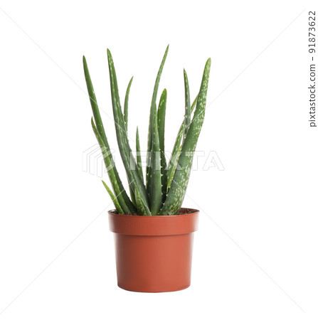 Aloe vera in flowerpot isolated on white 91873622
