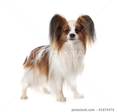 papillon dog in studio 91874474