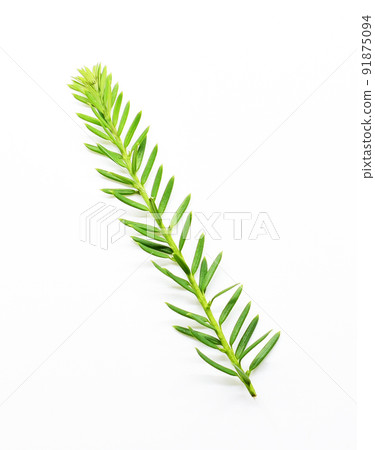Leaves A lot of small leaves Leaves A lot of small leaves 91875094