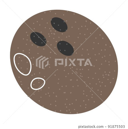 Whole coconut, exotic tropical fruits, vector Whole coconut, exotic tropical fruits, vector 91875503