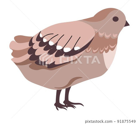 Quail bird, avian animals with lush plumelets Quail bird, avian animals with lush plumelets 91875549