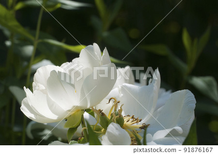 Blooming white peony in the garden 91876167