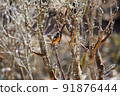 Male Daurian Redstart perching on a tree 91876444