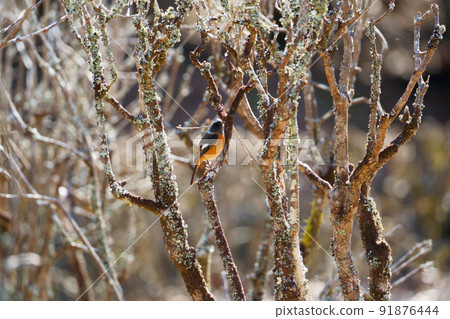 Male Daurian Redstart perching on a tree Male Daurian Redstart perching on a tree 91876444
