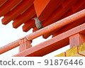 Blue rock thrush (female) in the city 91876446