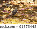Blue rock thrush female entering the bush in search of food 91876448