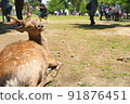 Deer in Nara Park turning around with a smile 91876451