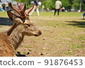 A relaxing deer in Nara Park 91876453