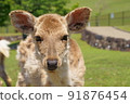 Deer in Nara Park looking over here 91876454