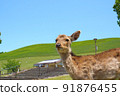Deer standing in front of Mt. Wakakusa 91876455
