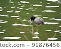Coot swimming in the river 91876456