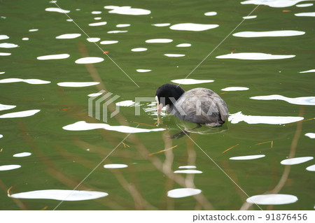 老傻瓜在河裡游泳 老傻瓜在河裡游泳 91876456