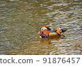 Male mandarin duck crossing the pond 91876457