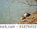 A couple of spot-Billed turtles staring at the surface of the water 91876458