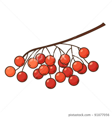 A bunch of rowan berries. Autumn harvest. Botanical, plant design element with outline. Doodle, hand-drawn. Flat design. Color vector illustration. Isolated on a white background. 91877056