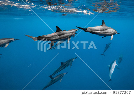 一群野生旋轉海豚 一群野生旋轉海豚 91877207