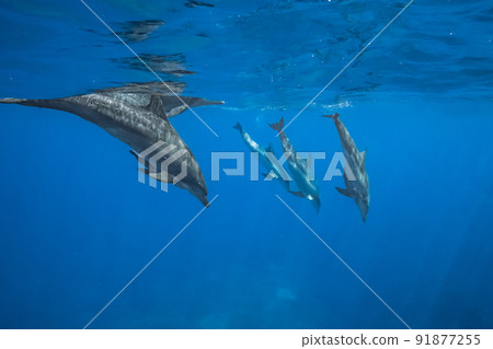 Underwater photography of a herd of southern bottlenose dolphins 91877255