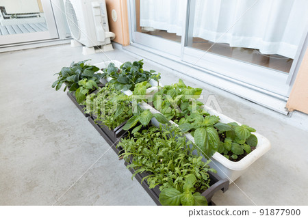 Growing vegetables on the balcony planter 91877900