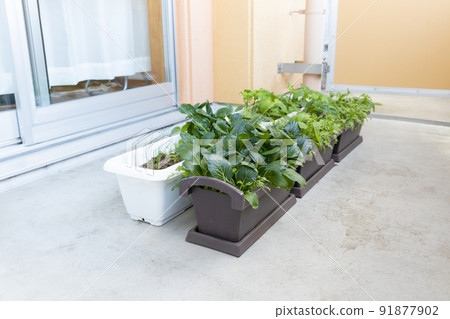 Growing vegetables on the balcony planter 91877902
