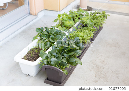 在陽台播種機上種植蔬菜 91877903