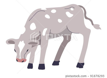 Calf breeding at farm, agriculture cattle growing 91878293