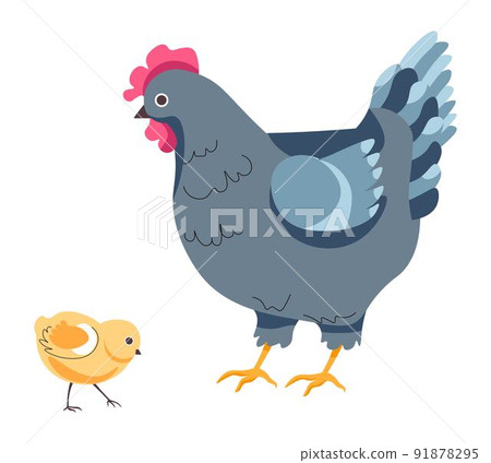 Hen and small chick, chicken breeding on farm 91878295
