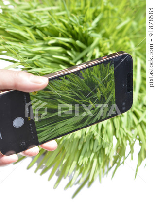 I'm taking pictures of the leaves with my smartphone. hand. screen. White background. 91878583