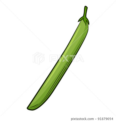 Bean Pod. A vegetable in a linear style, drawn by hand. Food ingredient, design element.Color vector illustration with outline. Isolated on a white background Bean Pod. A vegetable in a linear style, drawn by hand. Food ingredient, design element.Color vector illustration with outline. Isolated on a white background 91879054