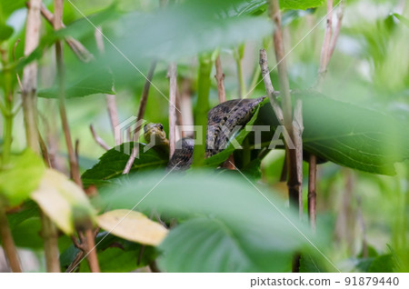 A gentle Yamakagashi hidden in the leaves of hydrangea A gentle Yamakagashi hidden in the leaves of hydrangea 91879440