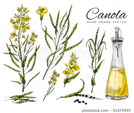 Flowering canola, canola seed pod, set of vector, sketch colorful illustrations on white background 91879495