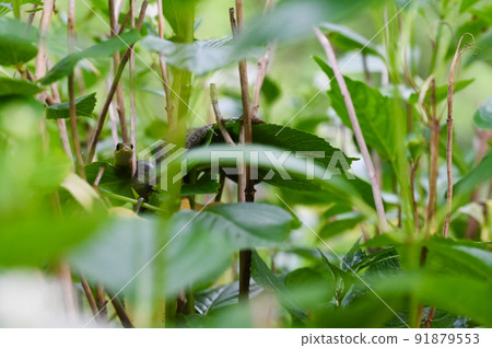隱藏在繡球花葉中的溫柔山鏡 91879553